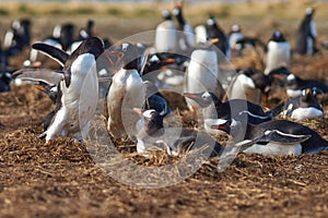 Gentoo Penguins Squabbling - Falkland Islands