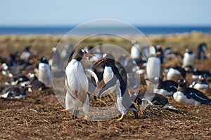 Gentoo Penguins Squabbling - Falkland Islands