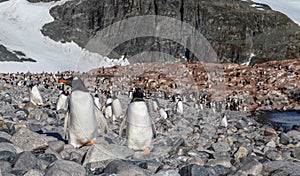 Gentoo penguins standing on the coastline, Cuverville Island, Antarctica