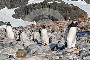 Gentoo penguins standing on the coastline, Cuverville Island, Antarctica