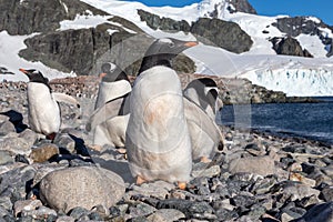 Gentoo penguins standing on the coastline, Cuverville Island, Antarctica
