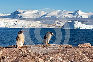 Gentoo penguins standing on the coastline with icebergs in the background, Cuverville Island, Antarctica