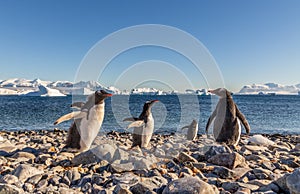 Gentoo penguins standing on the coastline with icebergs in the background, Cuverville Island, Antarctica