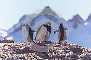 Gentoo penguins standing on the coastline with mountains in the background, Cuverville Island, Antarctica