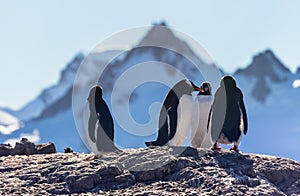 Gentoo penguins standing on the coastline with mountains in the background, Cuverville Island, Antarctica