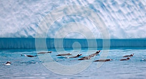 Gentoo Penguins Swimming in Antarctic Waters