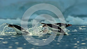 Gentoo penguins swimming on the surface and porpoising