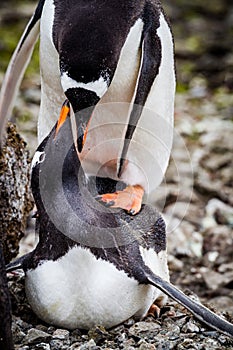 Gentoo penguins tap beaks while mating