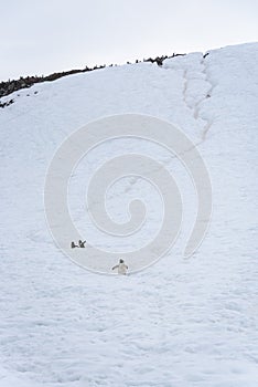 The Gentoo penguins travelling on a deep penguin highway on a snow covered hill, Danco Island, Antarctica