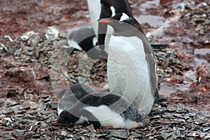 Gentoo penguins with two chicks at the water boat point in Antarctica, Antarctic Peninsula photo