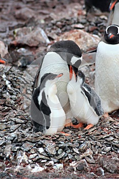 Gentoo penguins with two chicks at the Waterboat Point in Antarctica, Antarctic Peninsula photo