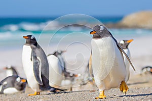 Gentoo Penguins, Volunteer Point, Falkland Islands.