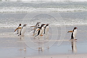 Gentoo penguins waddle out of the sea