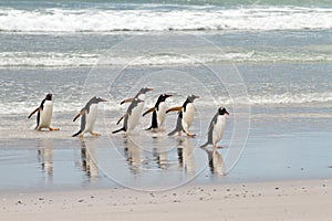 Gentoo penguins waddle out of the sea