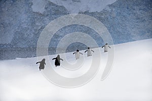 Gentoo penguins walking over the ice to their nesting rookery, Antarctica