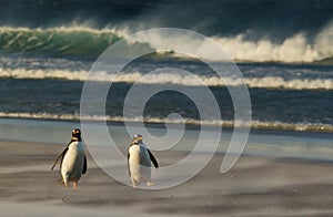 Gentoo penguins walking on a sandy beach during a stormy weather