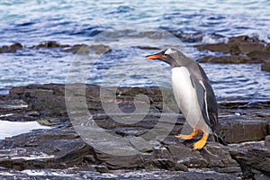 Gentoo Penguins walking standing the rocks at water's edge.