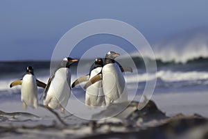 Gentoo Penguins walking from the surf to their colony.