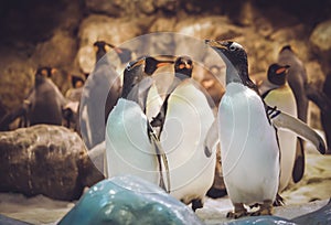 Gentoo penguins in the zoo