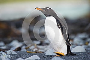 Gentoo Pinguin (Pygoscelis papua) walking on a rocky beach