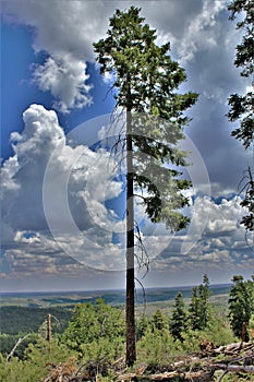 Gentry Outlook, Apache Sitgreaves National Forest, Arizona, United States