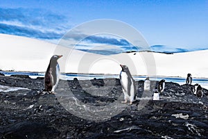 Gentu penguins in Antarctica looking at each other