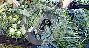 Genuine green broccoli Northern Italy called BROCCOLO FIOLARO photo