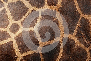 Genuine leather skin of giraffe