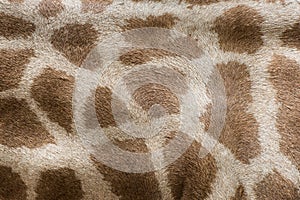 Genuine leather skin of giraffe