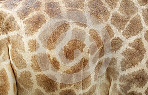 Genuine leather skin of giraffe