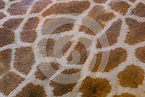 Genuine leather skin of Giraffe for background