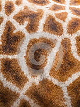 Genuine leather skin of giraffe