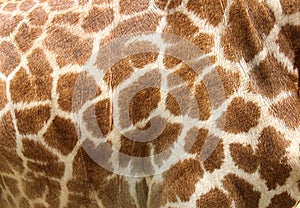 Genuine leather skin of giraffe