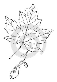 Genus Acer, L. Maple vintage illustration