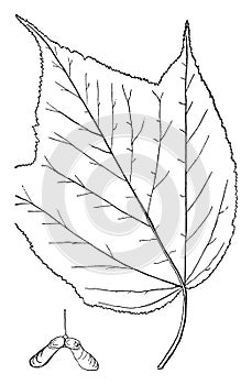 Genus Acer, L. Maple vintage illustration