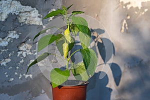 The genus Capsicum consists of all the chilli pepper plants