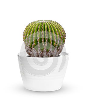 Genus Echinocactus Cactus a potted plant isolated over white