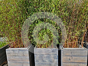 genus of flowering plants in the grass family. These bamboos are native