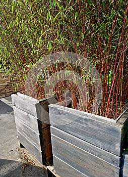 genus of flowering plants in the grass family. These bamboos are native