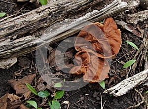 Genus Gyromitra photo