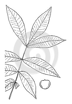Genus Hicoria, Raf., Carya, Nutt. Hickory vintage illustration