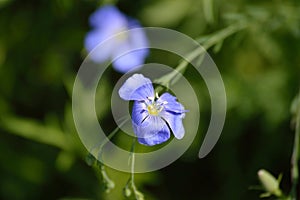Linum perenne perennial flax blue flax closeup horizontal photo
