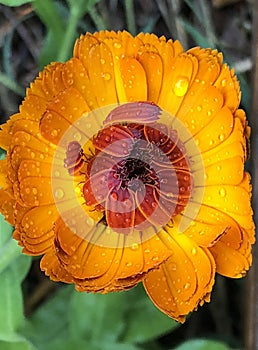 Vibrantly Lovely Calendula Blossom with Rain Droplets photo