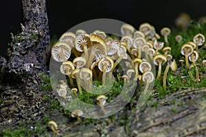 Xeromphalina campanella.The common names of the species include the golden trumpet and the bell Omphalina. photo
