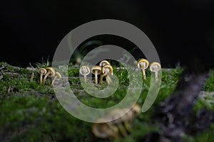 Xeromphalina campanella.The common names of the species include the golden trumpet and the bell Omphalina. photo