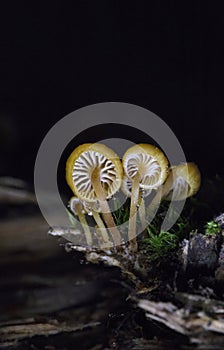 Xeromphalina campanella.The common names of the species include the golden trumpet and the bell Omphalina. photo