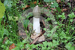 Genus Phallus in white and black during autumn in a forest Veluwe in Gelderland, Netherlands.