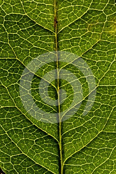 Green leaf