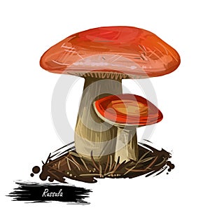 Genus Russula mushroom closeup digital art illustration. Boletus has bright colored orange cap and yellowish fruit body.
