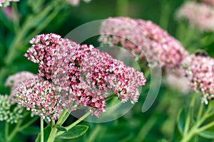 Genus Sedum Flower or stonecrop